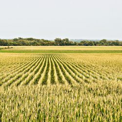 Iowa corn field